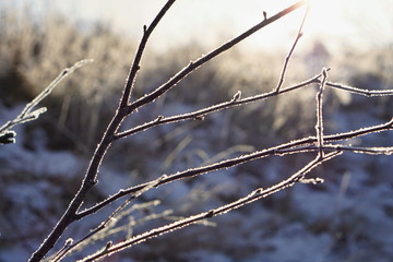 Natural background made of frozen tree branch covered by ice and snow during the sunny day in winter 