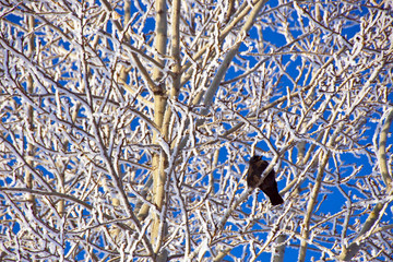 Blackbird on frozen branches in winter