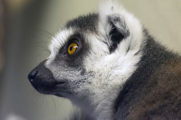 Lemur Maki