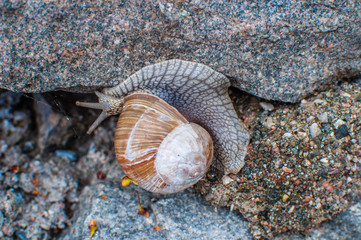 Snäcka i omvänt läge.