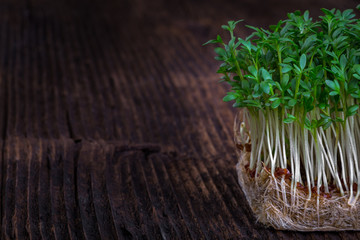 Fresh cress sprouting ready for salad