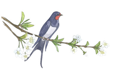 Swallow on branch. Watercolor illustrations