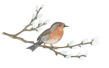 Bird on willow tree. Hand drawn illustrations