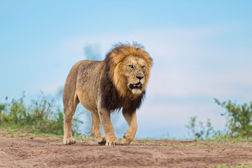 Big Lion Caesar walking close to river in Masai Mara, Kenya. He is the son of legendary Lion Notch.