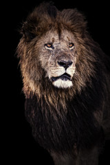 Obraz na płótnie Canvas Portrait of big Lion Lipstick in Masai Mara, Kenya