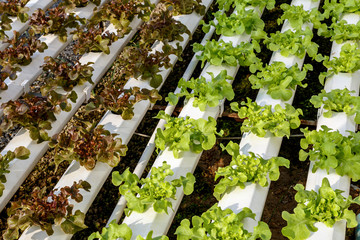 Hydroponics lettuce cultivation farm,
