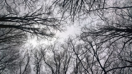 Background Image:  Winter Trees During Cloudy Day
