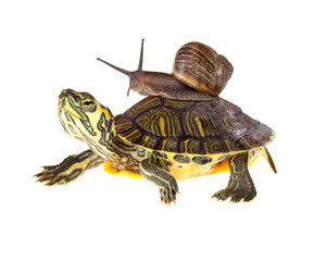 Lazy snail lift on turtle © Anneke