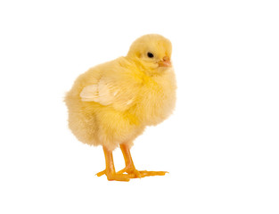 Fluffy easter chick
