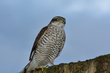 Sparrow hawk, Accipiter nisus, sitting on a garden wall in London, used to control pigeon population.