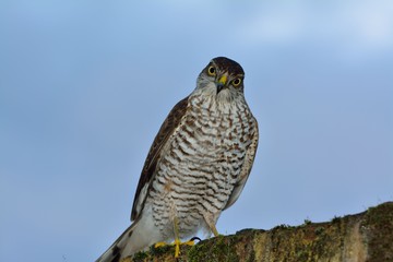 Sparrow hawk, Accipiter nisus, sitting on a garden wall in London, used to control pigeon population.