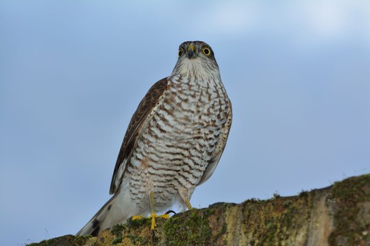 Sparrow hawk, Accipiter nisus, sitting on a garden wall in London, used to control pigeon population.