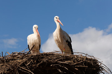 Watching storks on nest