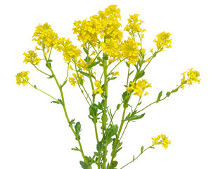 Barbarea vulgaris flower