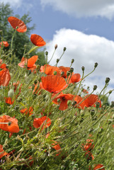 Obraz premium klatschmohn