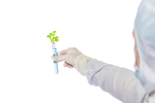 artificially grown plant in a test tube with blue liquid in hand isolated biologist