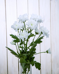 white chrysanthemums on a background of white boards