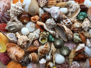 collection of seashells colorful. Amazing background of sea shells.