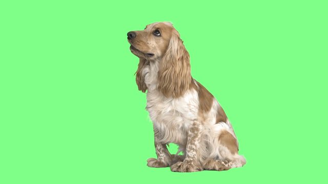 English Spaniel on a green screen