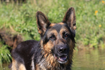 Wet dog german shepherd in a water in a summer day