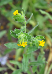 Gelbe Alkanna (Alkanna orientalis)