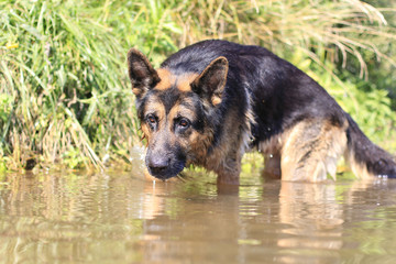 Wet dog german shepherd in a water in a summer day