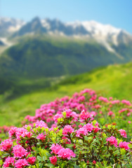 Fototapeta premium Blooming azalea in Savoy Alps, in the background Mount Blanc,France.