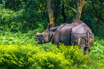 Naklejka premium September 02, 2014 - Indian Rhino In Chitwan National Park, Nepal