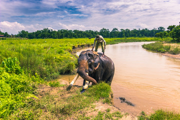 September 09, 2014 - Elephant bath Chitwan National Park, Nepal