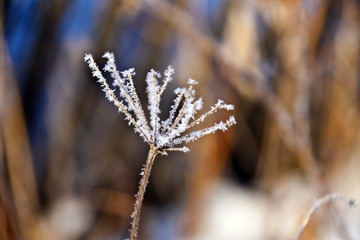 Frozen plant, winter in nature