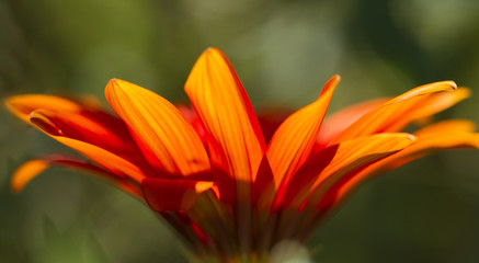 Beautiful petals of an orange flower on green background