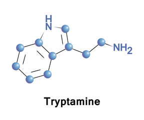 Tryptamine is a monoamine alkaloid. It contains an indole ring structure, and is structurally similar to the amino acid tryptophan. It is found in trace amounts in the brains of mammals 