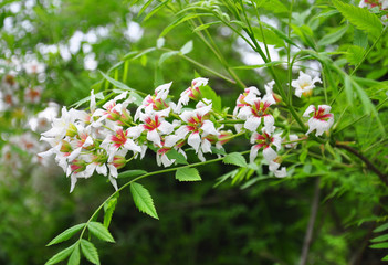 Gelbhorn (Xanthoceras sorbifolium)