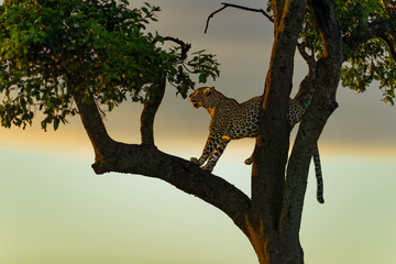 Leopard female on a tree before sunrise in Masai Mara, Kenya