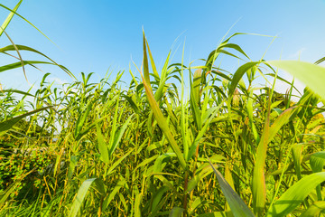 Green reeds on a sunny day