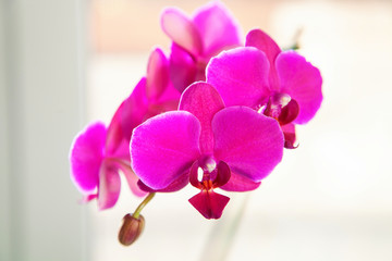 Orchid flowers. Selective focus