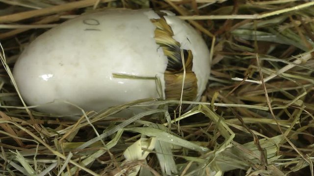 Large duck egg slowly hatching