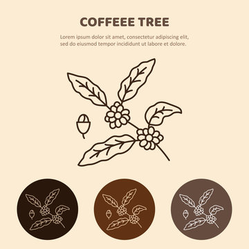 Coffee plant  with leaf, berry, coffee bean. Line icon.