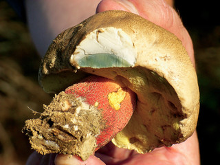 Boletus calopus, poisonous mushroom.