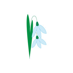 Fototapeta na wymiar Snowdrop flower isolated