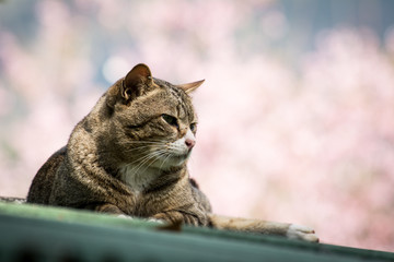 Closeup the cute cat