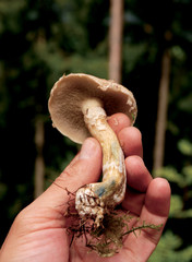 Boletus Laricinus Mushrooms