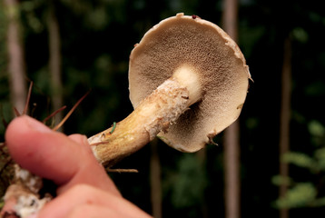 Boletus Laricinus Mushrooms
