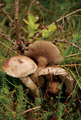 Boletus Laricinus Mushrooms