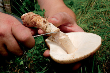 Mature wild mushroom Amanita rubescens