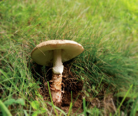Mature wild mushroom Amanita rubescens