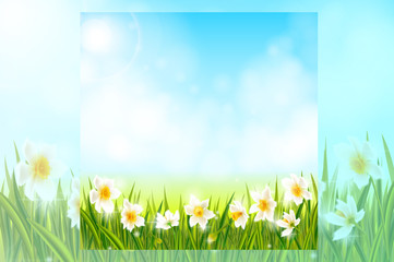 Fototapeta na wymiar Spring background with daffodil narcissus flowers, green grass, swallows and blue sky.