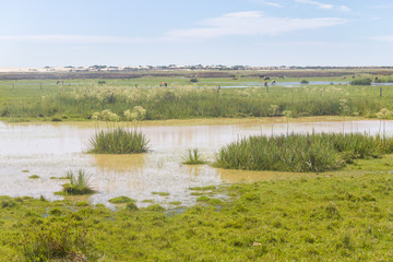 Cows in a swamp on a farm in Lagoa do Peixe National Park