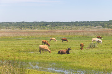Naklejka na ściany i meble Cows in a swamp on a farm in Lagoa do Peixe National Park