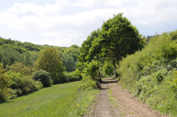 wiesen- und wald-landschaft